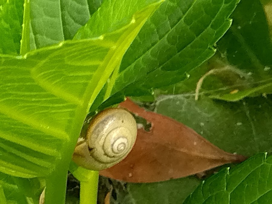 紫陽花の葉にいました🐌