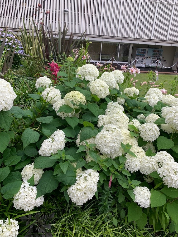 銀座三越の紫陽花