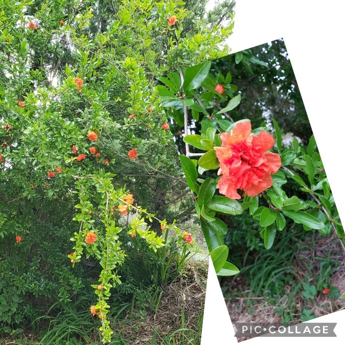 ザクロの花🌼