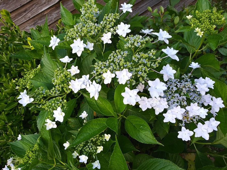 隅田の花火