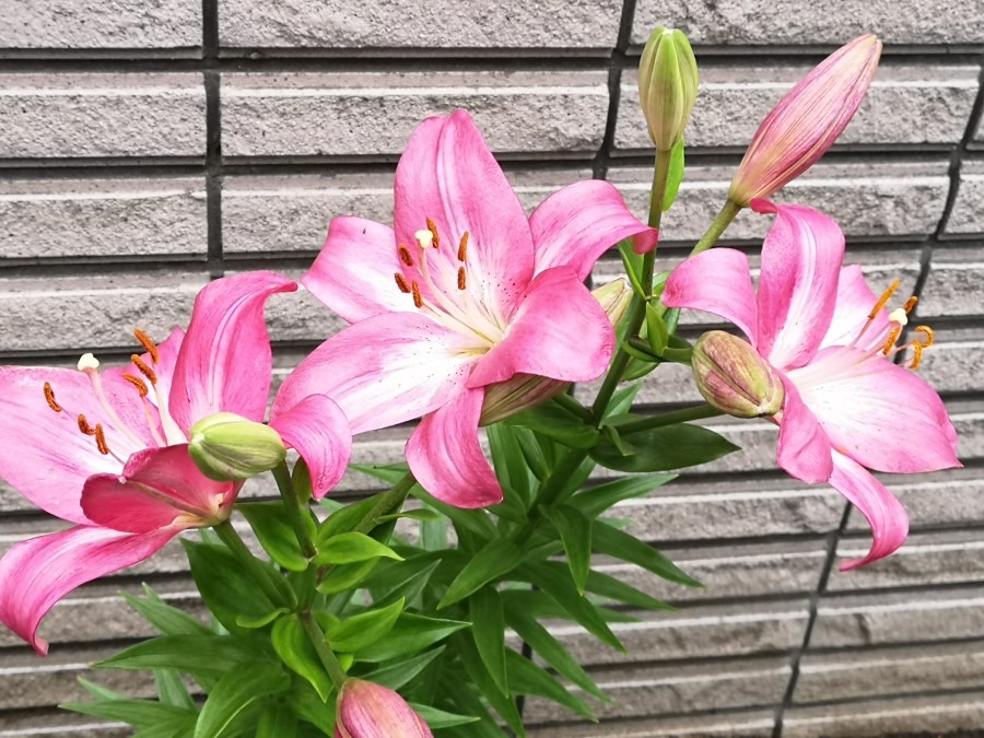 武蔵府中法務局の花❤️