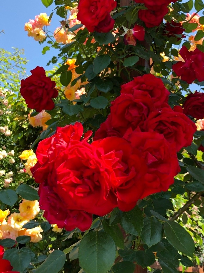 薔薇の館へ🌹