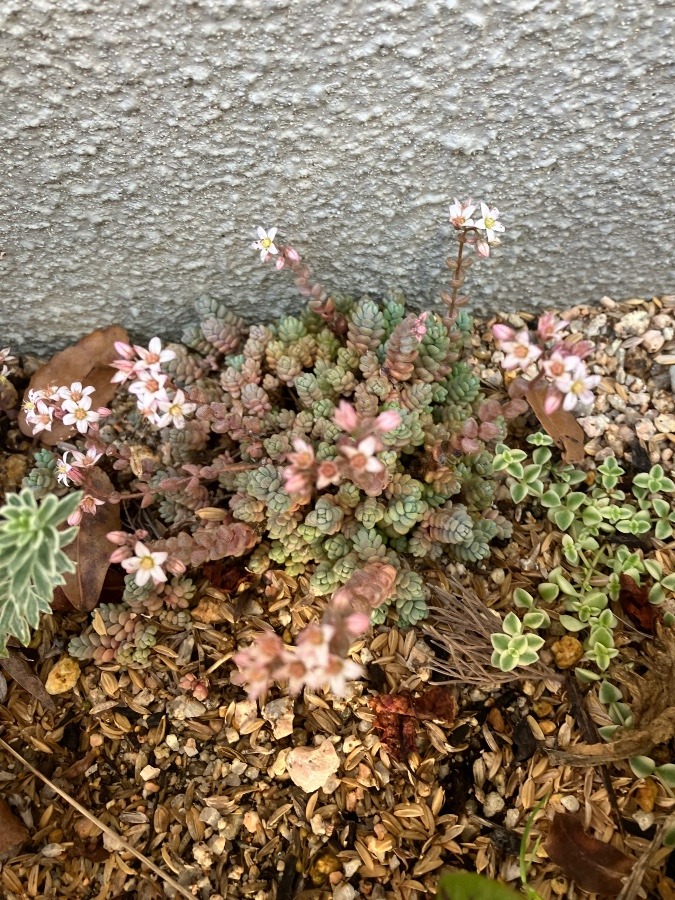 多肉植物の可愛い花