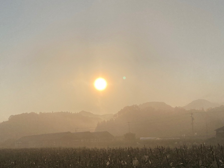 今朝は靄ってます