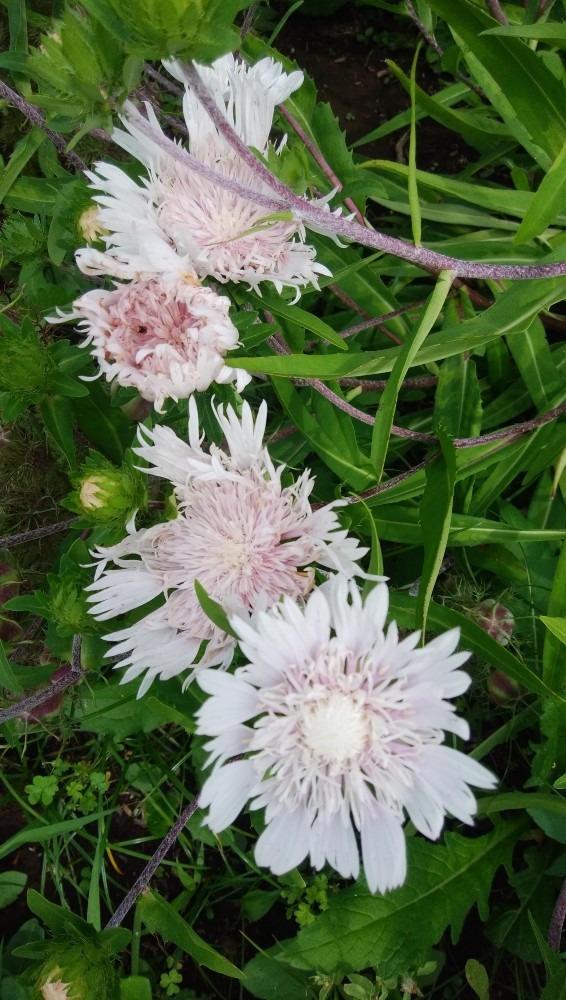 繊細的な、お花です！