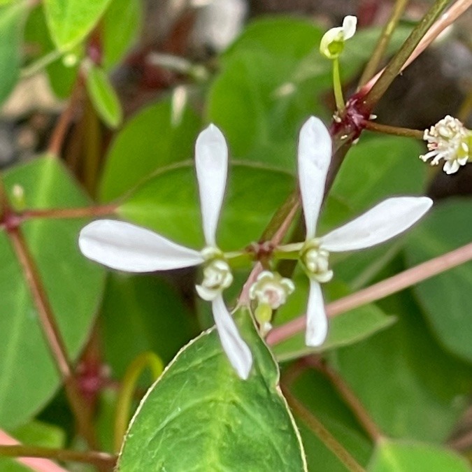 これも花びらじゃない⁉︎