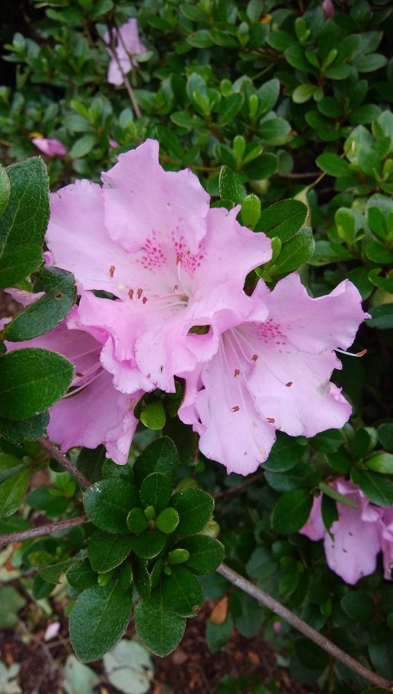 季節のお花です！