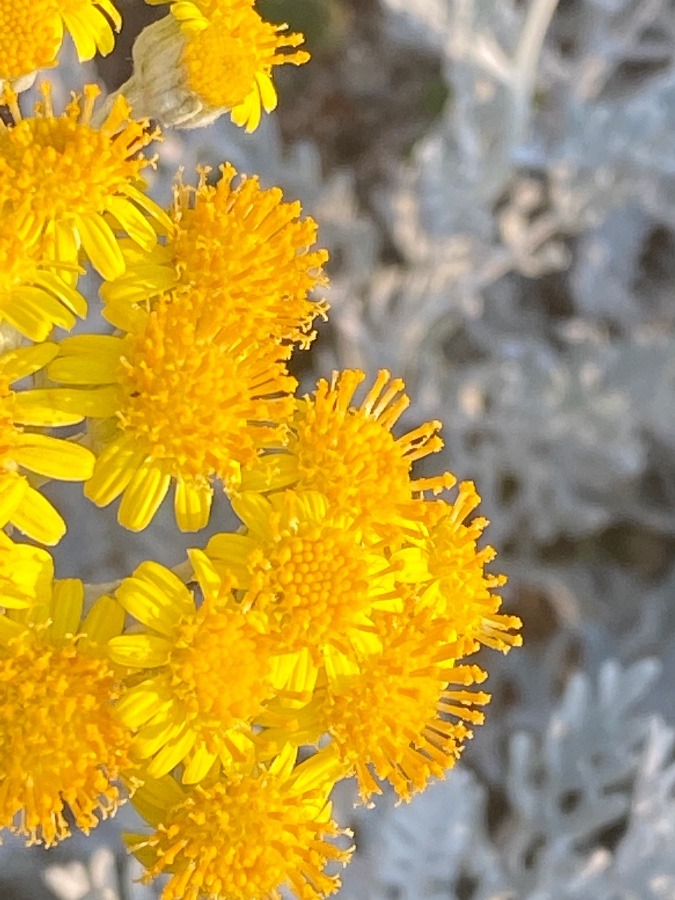 多肉植物に花