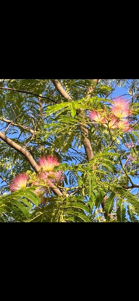 可愛い花　　🌸🌺😊　みっけた