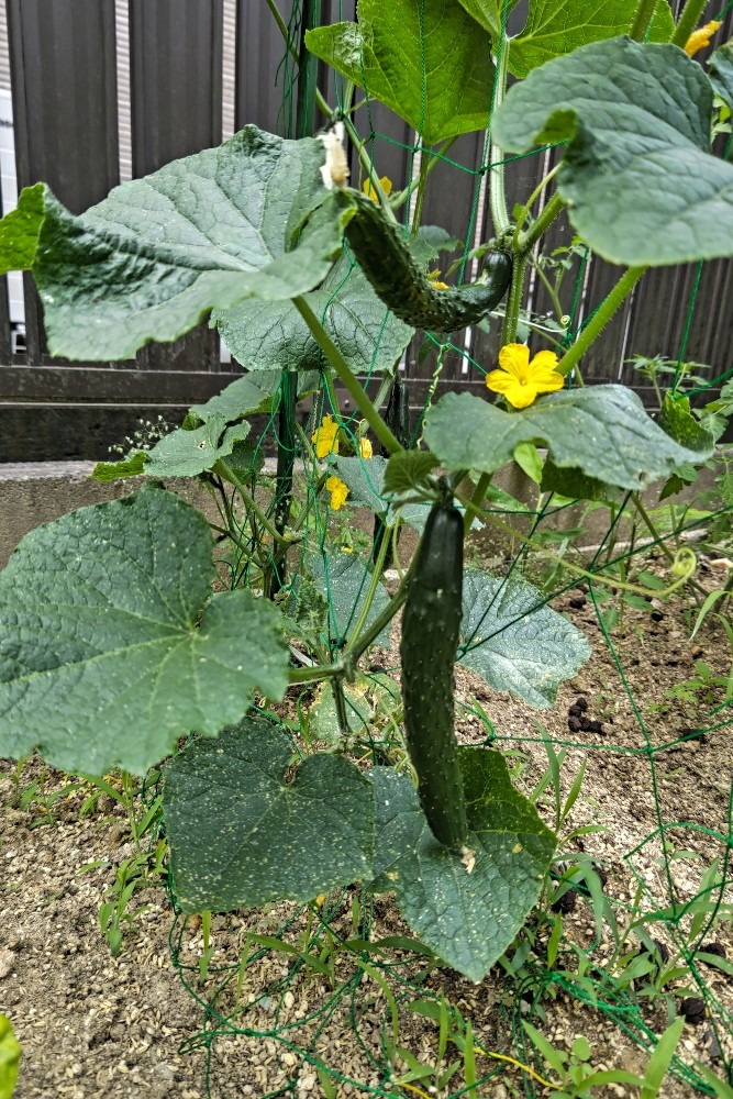 庭に小さな菜園