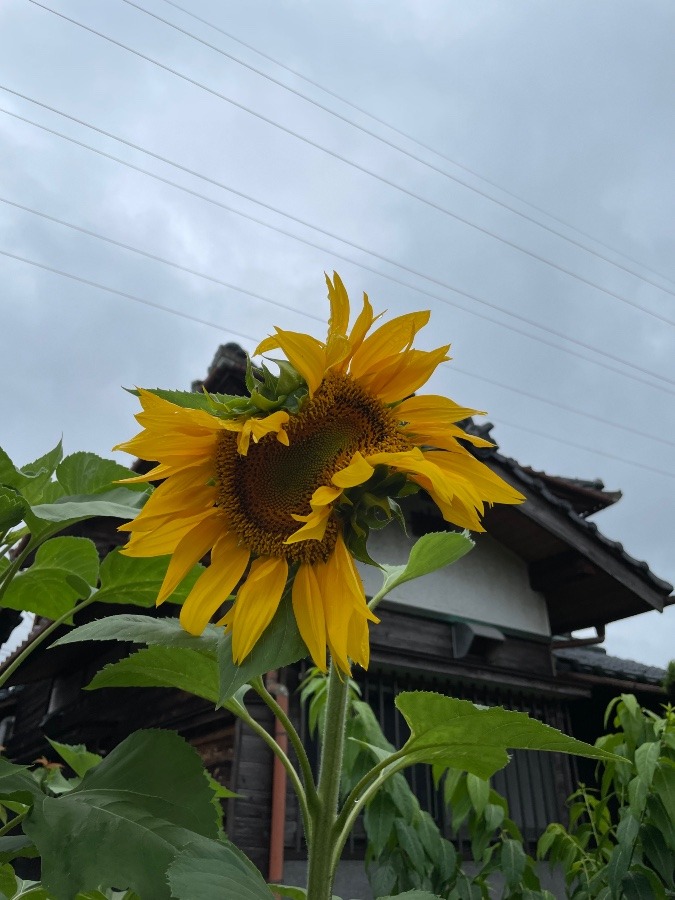 これはもしかして丸くなるのか〜⁉️