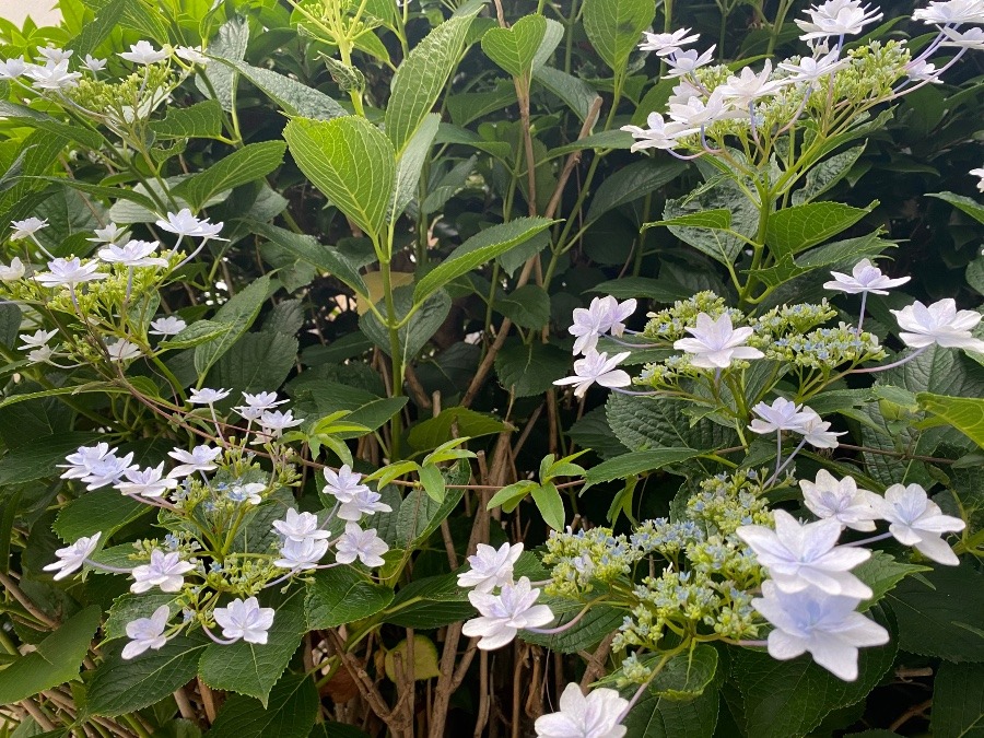 今日の　路地で見つけた紫陽花