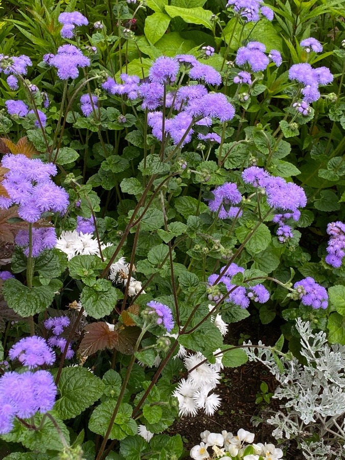 夏の花壇の名脇役