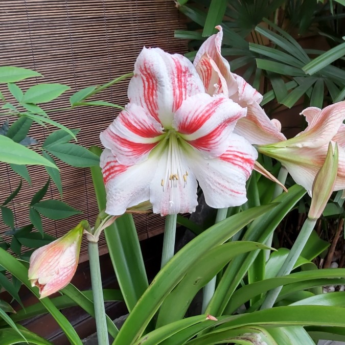 すごく華麗な・・🎶ラリラリラリラ〜