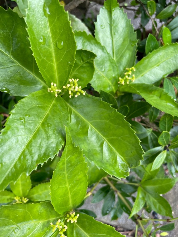 せんりょうの花かな