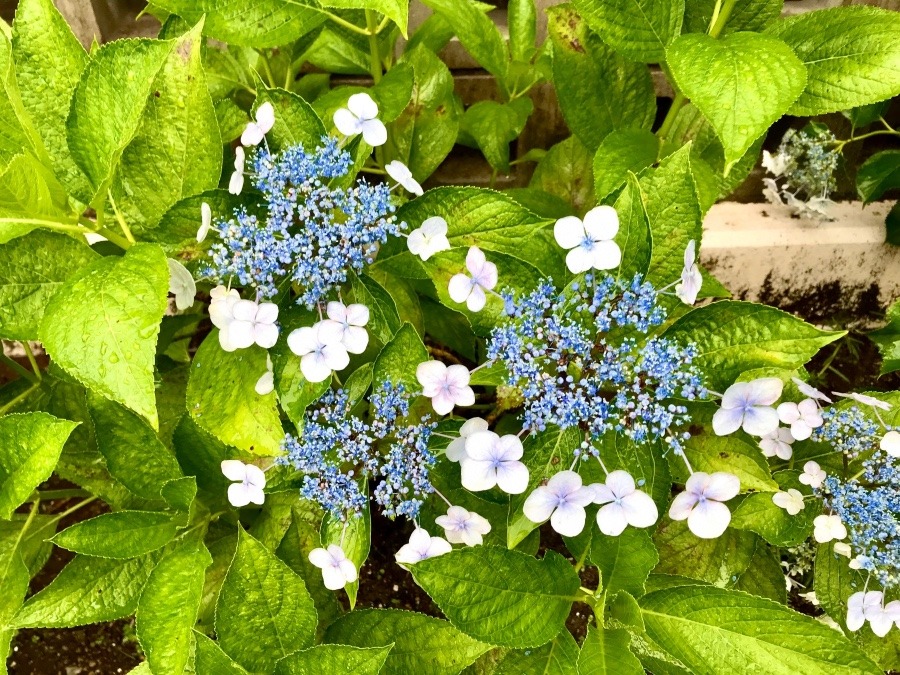 ⭕️ 今日の現場での花‼️