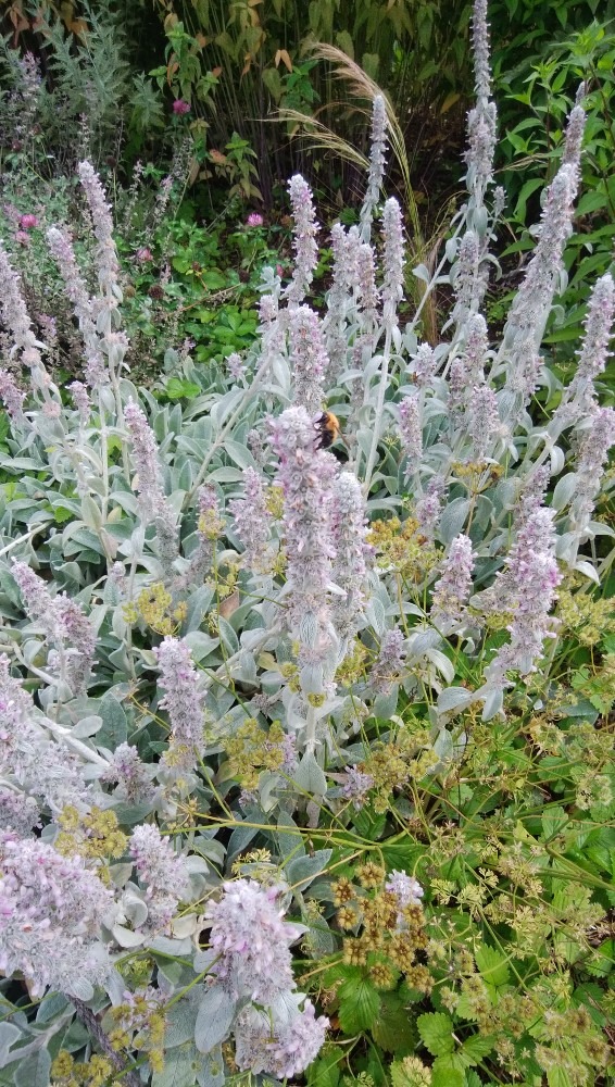 珍しい、植物です！