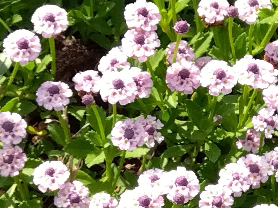 小さな花✨イワダレソウ💖