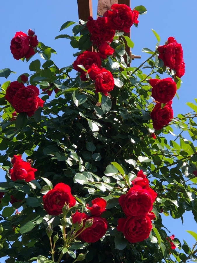 薔薇の館へ🌹