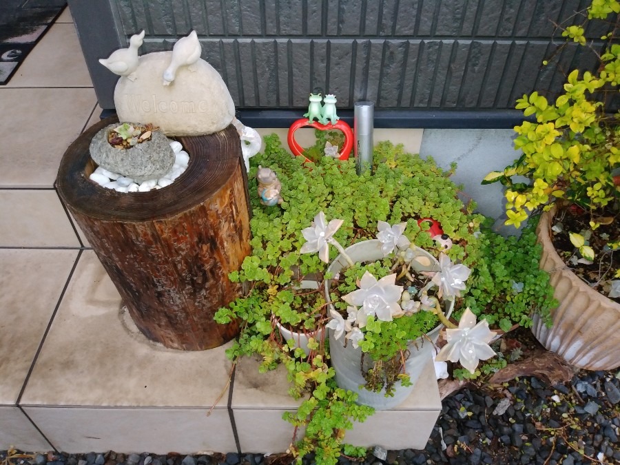 アイロニングのある風景【わが家の💖カエル達】⑰