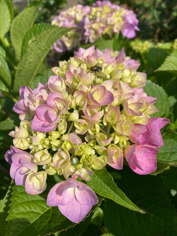 紫陽花　ピンク