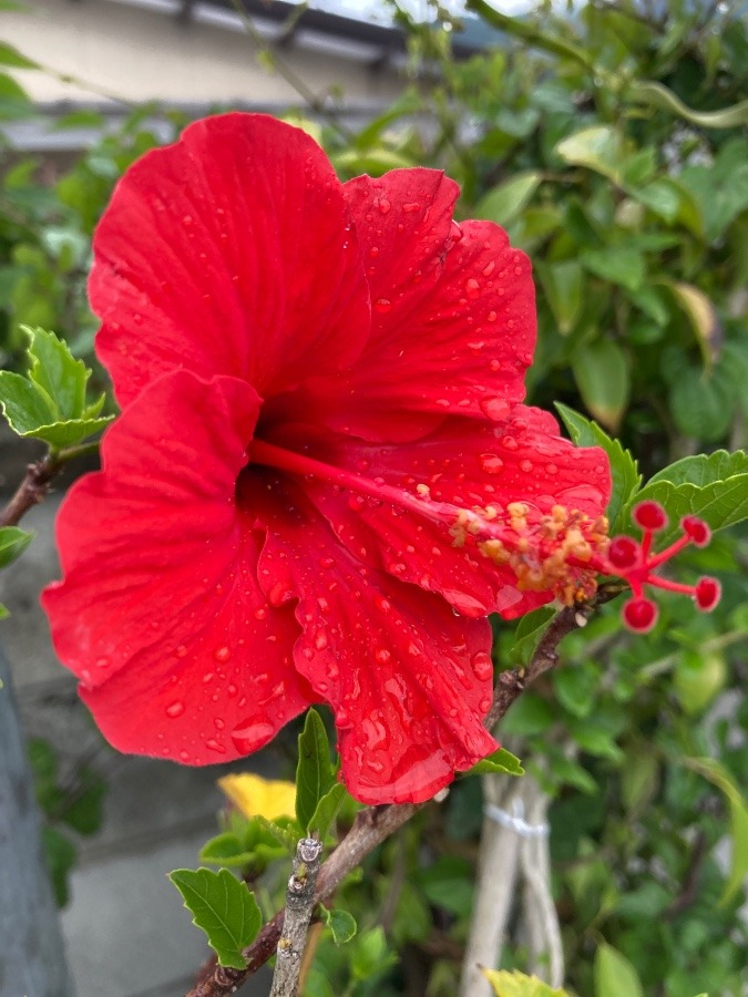 雨降るハイビスカス🌺