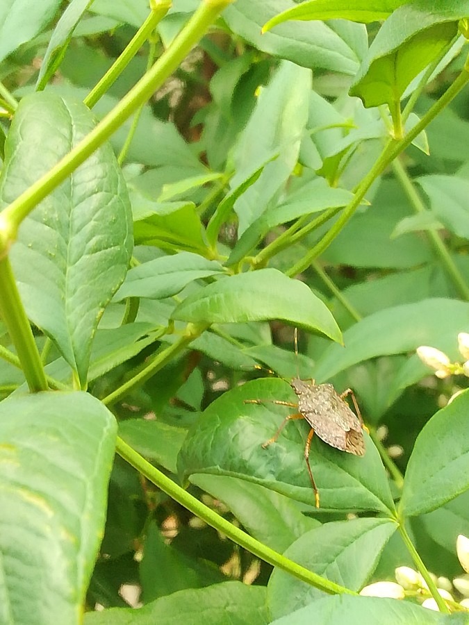 虫がいた