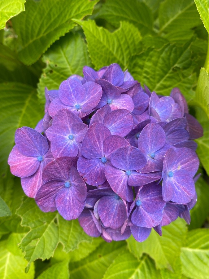 今朝の紫陽花✨