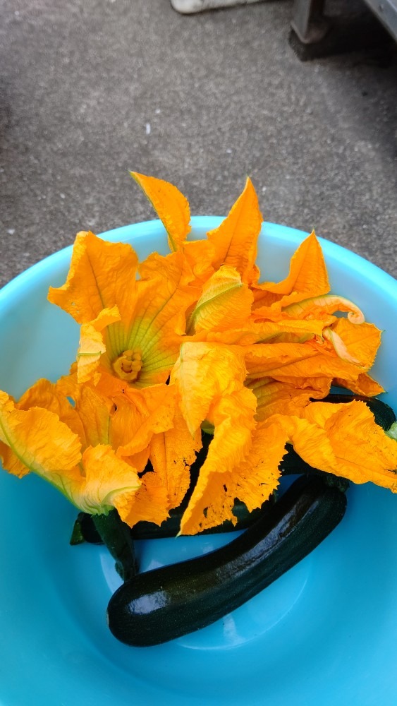 今週の収穫♪ズッキーニのお花🌼