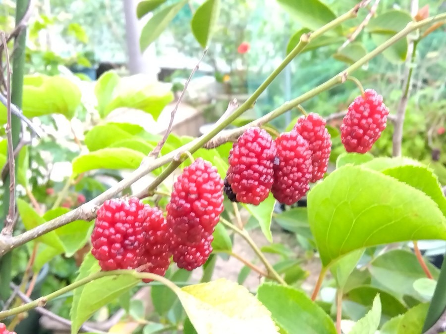 マルベリーの実が赤くなった❣️✨