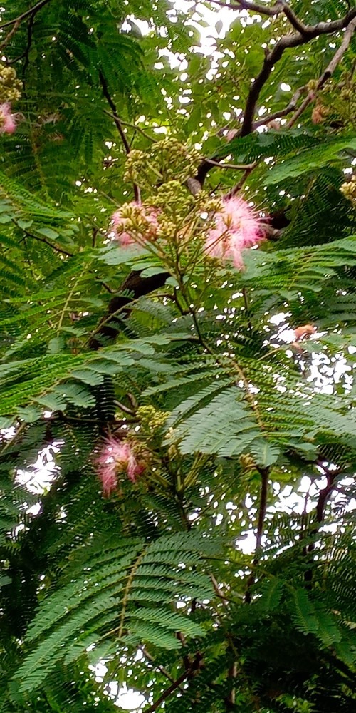 ねむの木が花盛り🌺