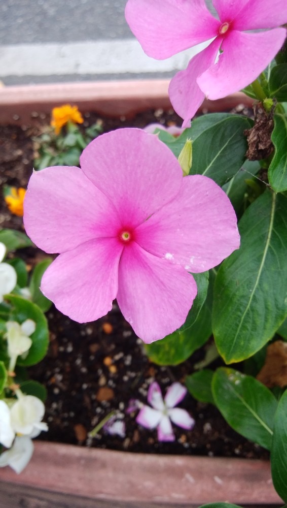 道の駅で、お花！