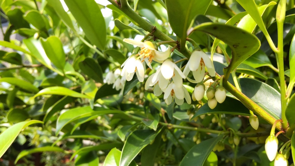 本榊の花