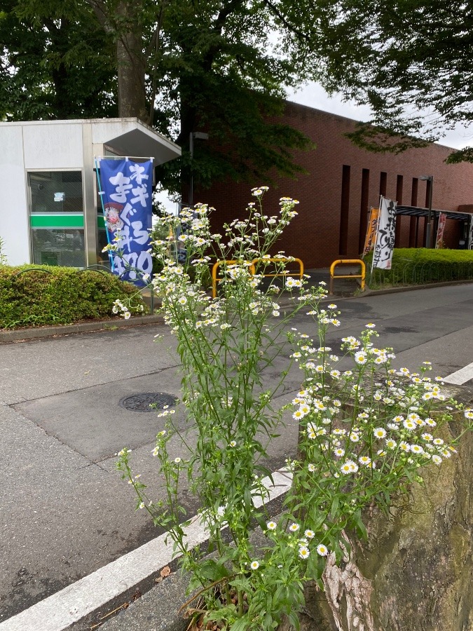 気高く咲く雑草