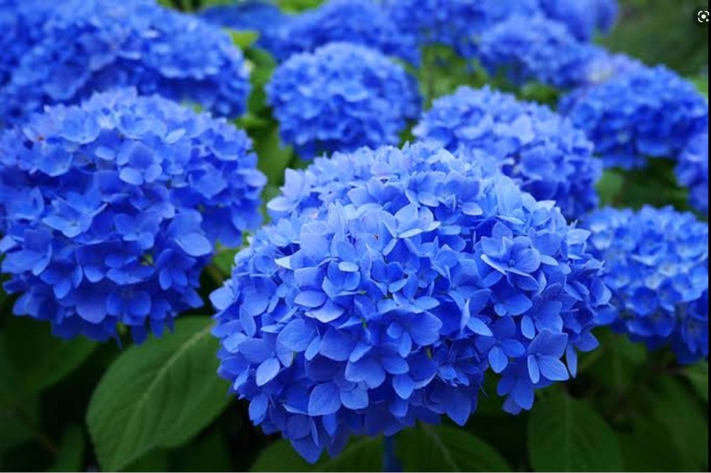 Hydrangea