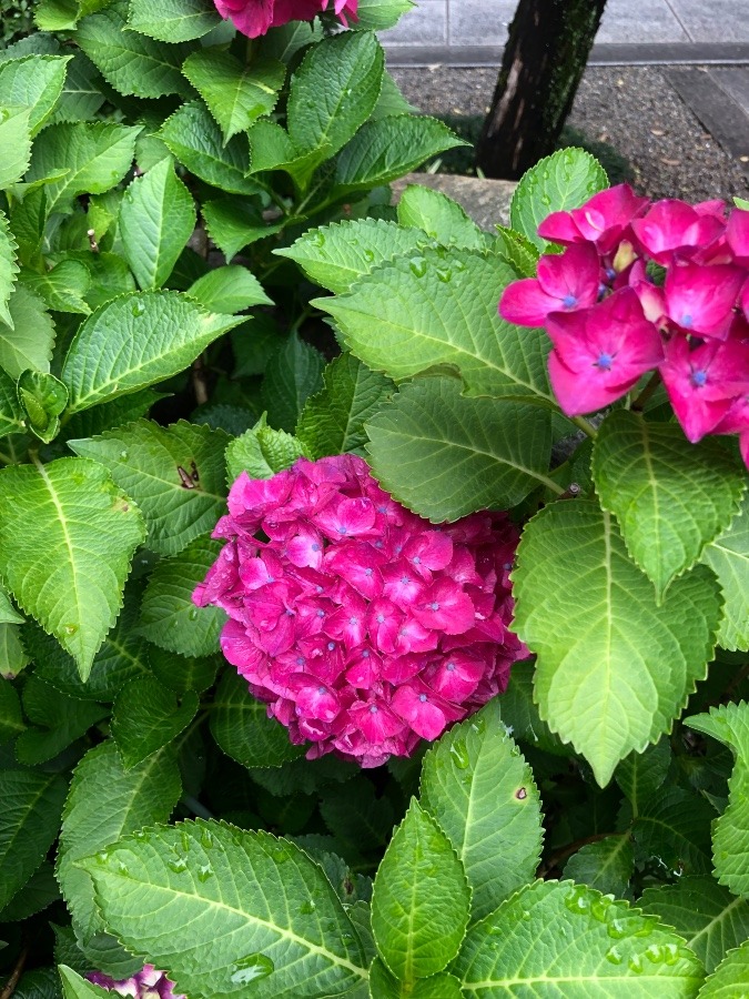 お寺の紫陽花