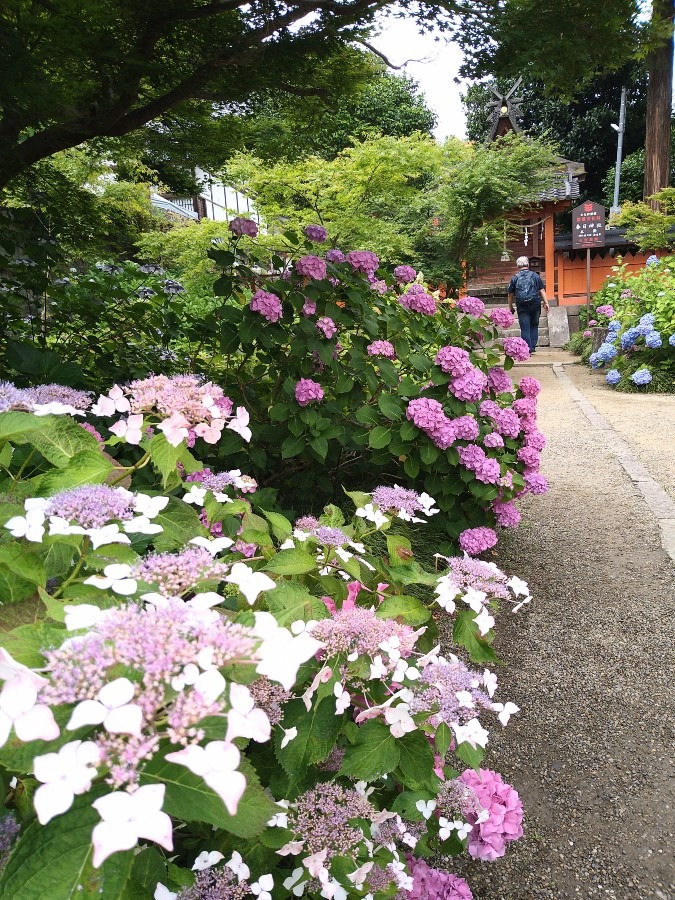 矢田寺の紫陽花