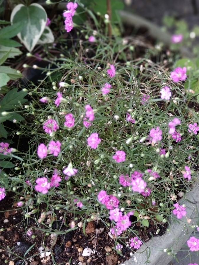 我が家の花