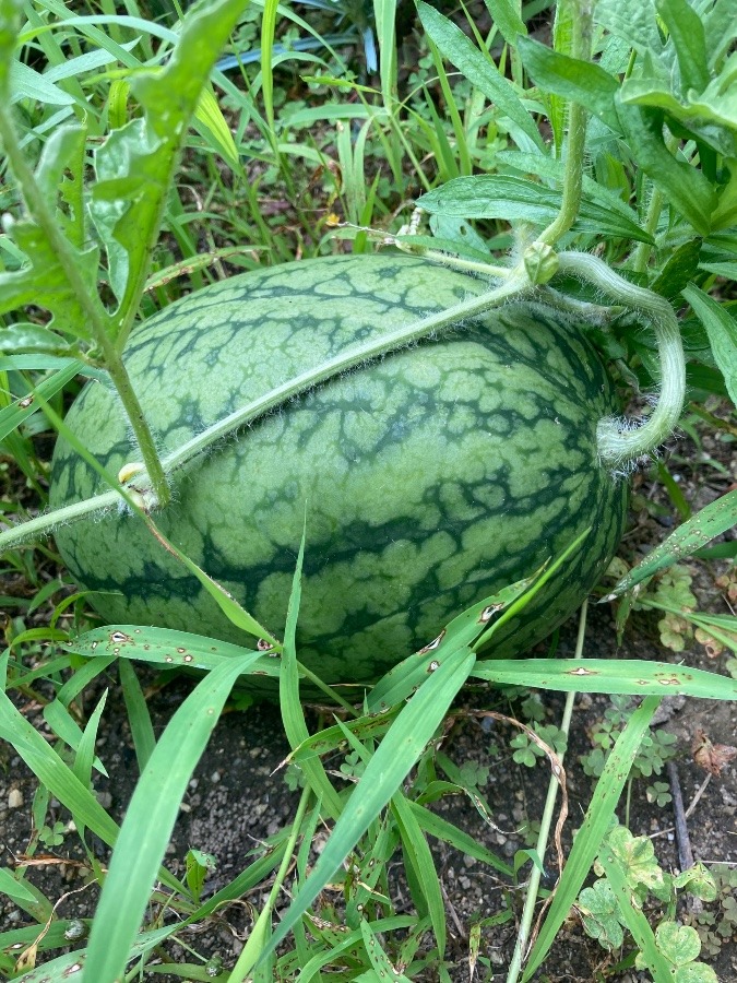 こっちにスイカ🍉