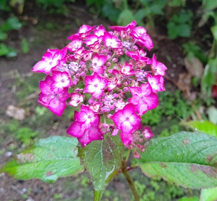 雨の紫陽花♪③