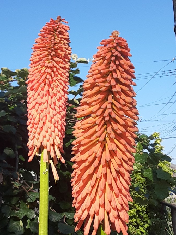 我が家の花(トリトマ🌼)