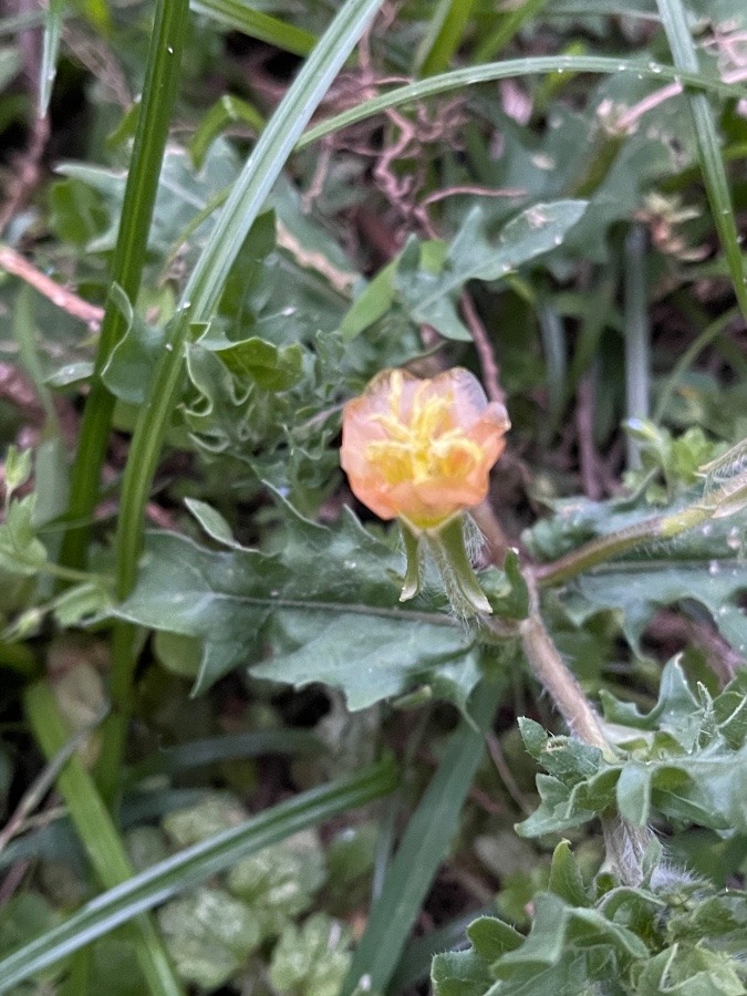 ちーさな花❣️