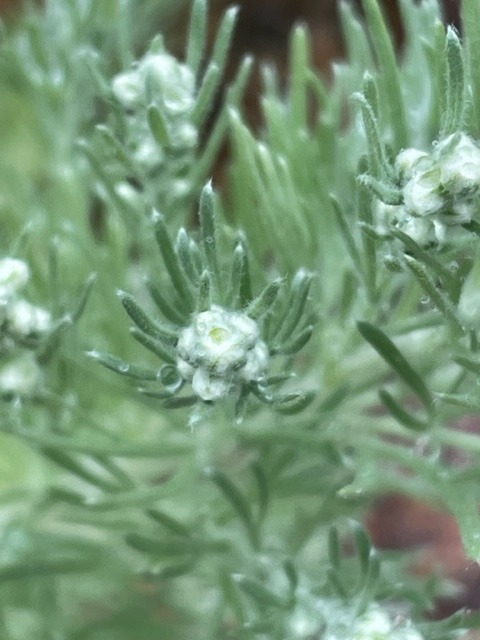 花倶楽部　アサギリソウの花