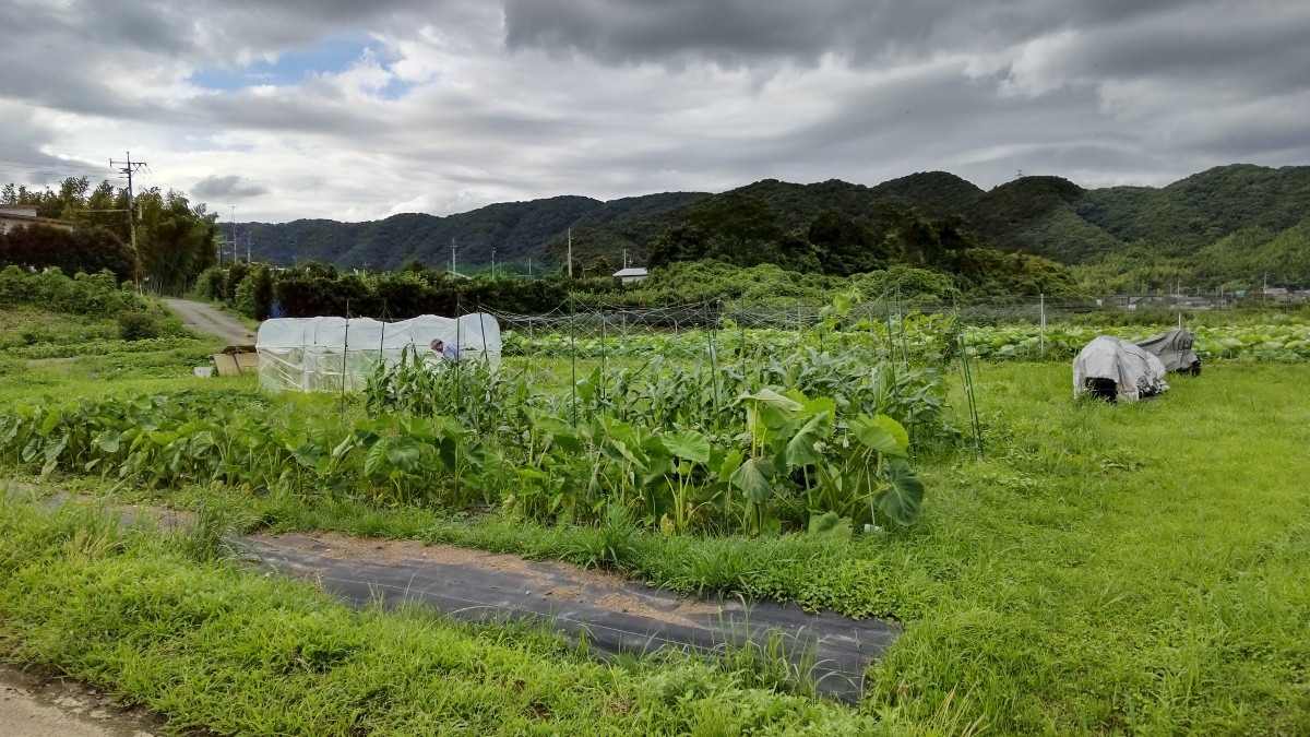 ほったらかしの遠い家庭菜園