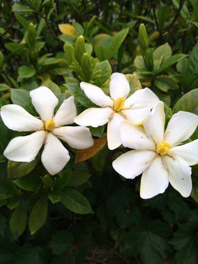 近所の花たち