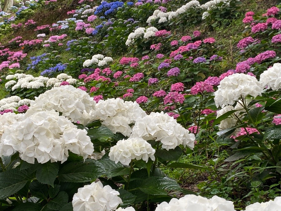 紫陽花グラデーション