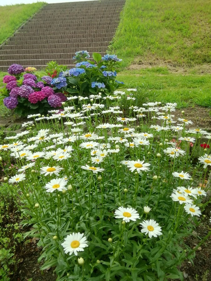 長寿の花園