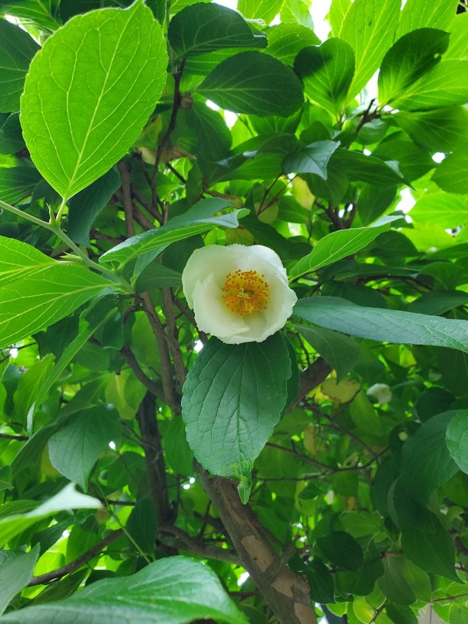 今年も夏椿咲きました😆