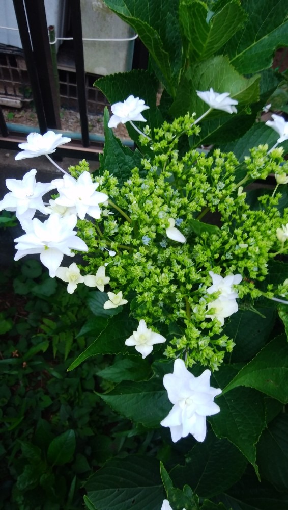 白一色の、お花です！