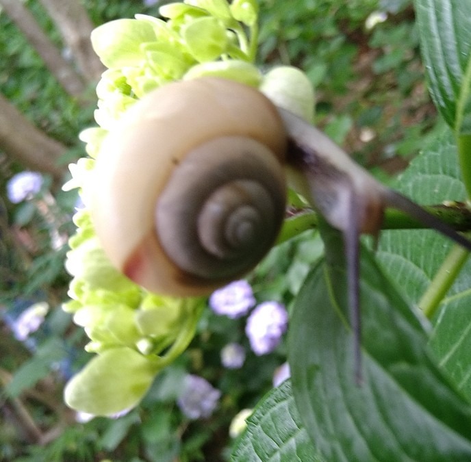 矢田寺の紫陽花